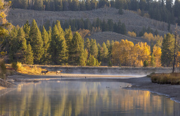 Poster - Bull and Cow Elk Duing the Rut in Grand Teton national Park Wyoming in Autumn