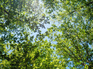 Wall Mural - Green forest on blue sky background on a sunny day