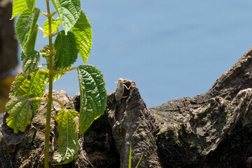 Canvas Print - A dragonfly larva on a stump before metamorphosis