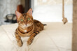 © Svetlana Rey - A red Bengal cat lies on the bed at home.
