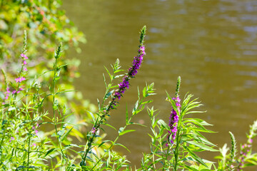 Poster -  Purple Loosestrife (Lythrum salicaria) Other names include spiked loosestrife and purple Lythrum.