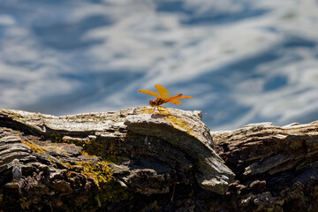 Poster - The eastern amberwing dragonfly  (Perithemis tenera). It is very small dragonfly.  The males have orange or amber wings.