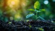 © Игорь Розводовский - Green plant growing in soil with green nature background. The concept of renewable energy sources Eco