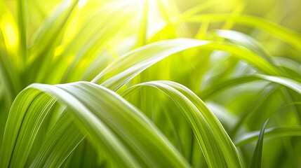 Wall Mural - Green tropical plant close-up