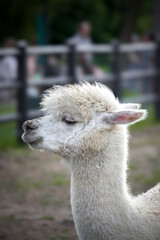 white alpaca with a background