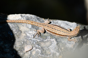 lizard brown turn rock stone detail texture close-up - Podarcis muralis (common wall lizard)