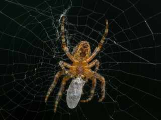 Wall Mural - P6210208 cross orb weaver spider, Araneus diadematus, feeding on a bug, cECP 2024