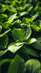 Wall Mural - Close-up of vibrant green hosta leaves