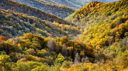 Wall Mural - Mountains covered with hardwood trees showing autumn fall colors in the Great Smoky Mountains National Park, NC, North Carolina