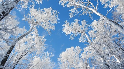 Wall Mural - Snow covered tree tops