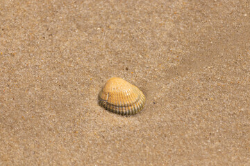 Wall Mural - Beautiful seashell lay on the beach. The brown ridges and pretty bands help make it stand out. This blood ark shell is really catching the light of the sun as it sits among the brown grains of sand.