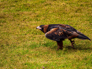 Wall Mural - Wedge Tail Eagle Poised To Fly