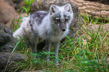 Summer Coat Arctic Fox