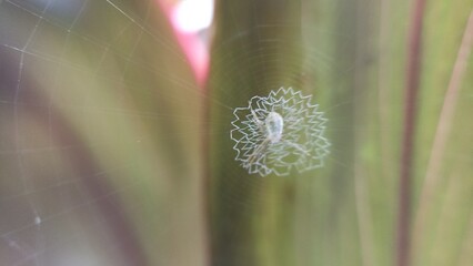 picture of spider in nest