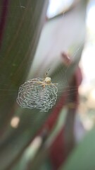 picture of spider in nest
