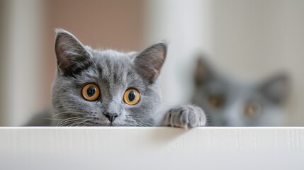 Wall Mural - beautiful funny grey British cat peeking out from behind a white table with copy space.