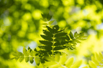 Wall Mural - Bright green rowan tree leaves in the summer forest. Natural scenery of sunny woodlands in Latvia.