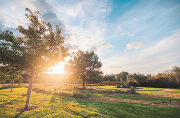 Wall Mural - Sun-kissed meadow at golden hour