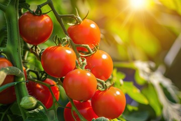 Canvas Print - Ripe Tomatoes on a Vine in Warm Sunlight