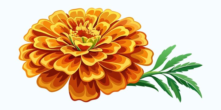 delicate, hand-painted marigold flower set isolated on clean white background, hand painted, marigold, isolated, flower