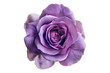 © posterpalette - Purple rose flower isolated on transparent background