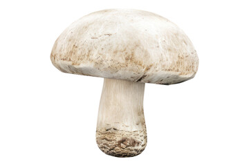 Wall Mural - Fresh white mushrooms isolated on transparent background