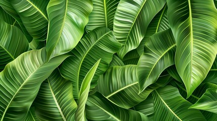 Abstract natural floral Green tropical plant close-up background