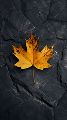 Canvas Print - Maple leaves on dark gray background