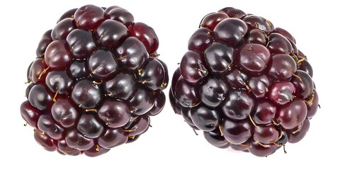 Wall Mural - Two Ripe Blackberries Isolated On White Background Photo