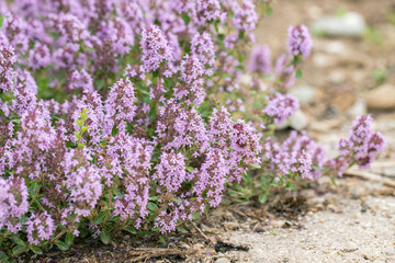 Wall Mural - lemon thyme in bloom (thymus pulegioides). copyspace.
