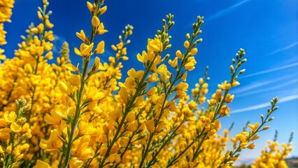 Vibrant yellow blooms of prickly broom shrub Cytisus scoparius against a clear blue sky on a sunny summer day.