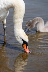 beautiful wild waterfowl swans in the summer season