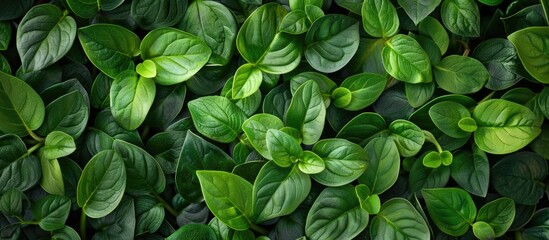 Sticker - Pattern of green leaves on a natural background for wallpaper