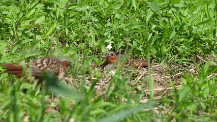 Wall Mural - chinese partridge in a field