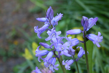 bluebells, hyacinth, blue flowers, Hyacinthoides, purple flowers, purple flowers, blue blossoms, spring awakening blooming forest, blooming bluebells, flowers, petrals