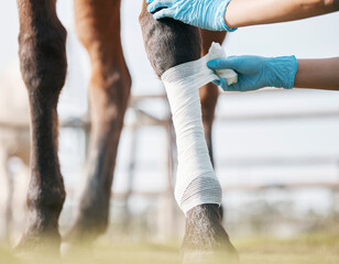 Sticker - Equestrian, leg and vet wrapping horse closeup for medical treatment or recovery from racing injury. Gloves, hands and bandage on ankle of animal with professional ranch worker for rehabilitation