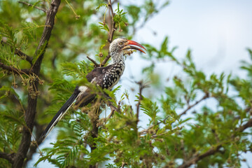 Wall Mural - Northern red-billed hornbill, Tockus erythrorhynchus, Portrait Africa. High quality photo, Kruger park, 8K resolution, 