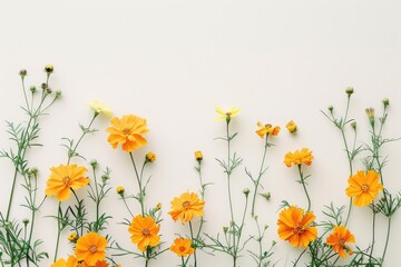 Wall Mural - Marigold Tagetes Erecta Flowers on White Background – Nature, Botanical, Floral Photography for Prints