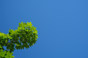 Twig of green maple leaf tree with blue sky plant