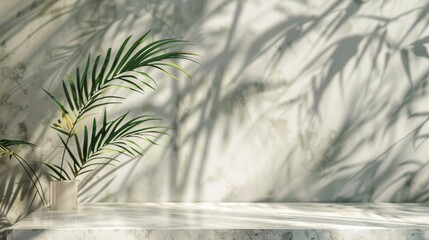 Wall Mural - Modern minimal empty white marble stone counter table top, bamboo palm tree in sunlight, leaf shadow on wall background