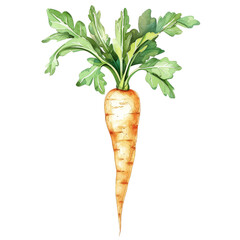 Wall Mural - A carrot is shown in a watercolor painting, with green leaves on top