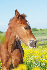 Wall Mural - portrait of funny chestnut colt  posing in meadow at freedom. sunny day. close up