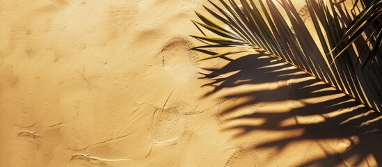 Wall Mural - Top view of palm leaf shadow on sand with space for copy