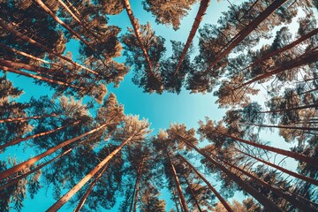 Poster - Pine trees in the forest form a heart shape their branches against a blue sky, a perspective view from the bottom up