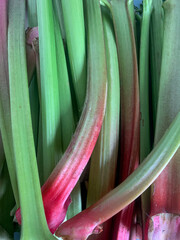 Fresh rhubarb stalks close-up, green with pink rhubarb stems