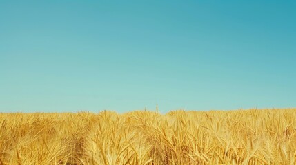 Wall Mural - Field of golden wheat and clear blue sky