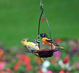 Wall Mural - Mature and young Orioles (Icterus galbula) fight at a feeder in mid-summer in southern Michigan