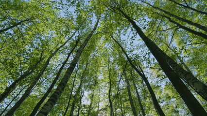 Beautiful Summer Day. Green Young Foliage Of Spring Or Summer Trees. Forest In Clear Sunlight With Blue Sky.