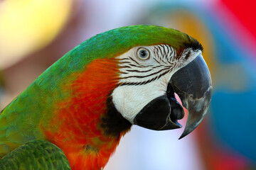Wall Mural - Close-up to Catalina Macaw parrot and colorful parrot background.