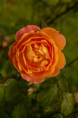 Wall Mural - orange rose